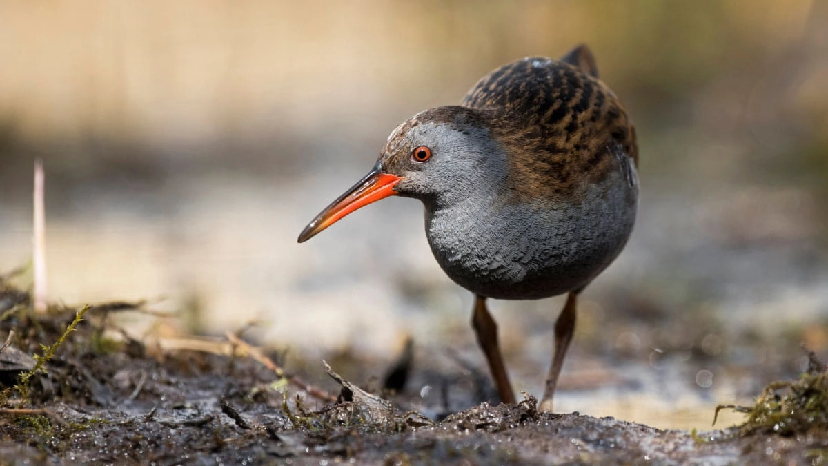Vogels van het Lauwersmeer - Kollumerpomp
